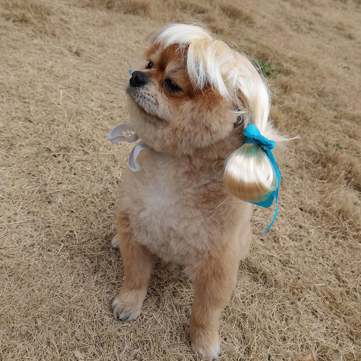 Funny Pet Costume Wigs