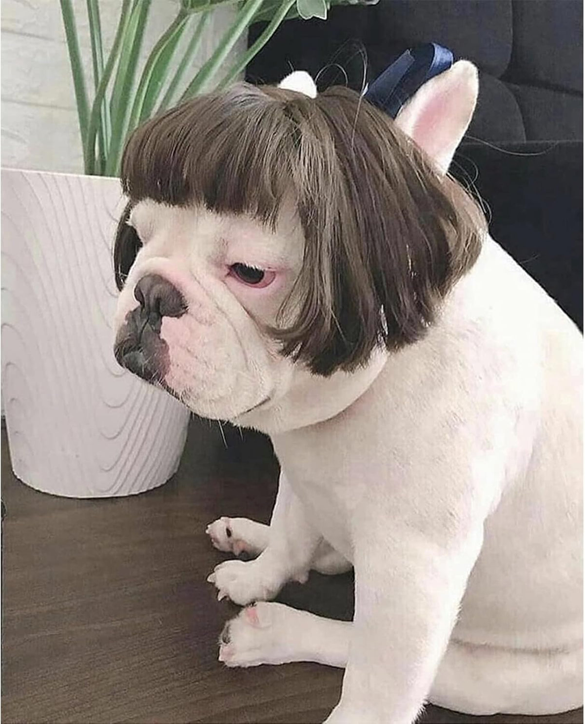 Funny Pet Costume Wigs