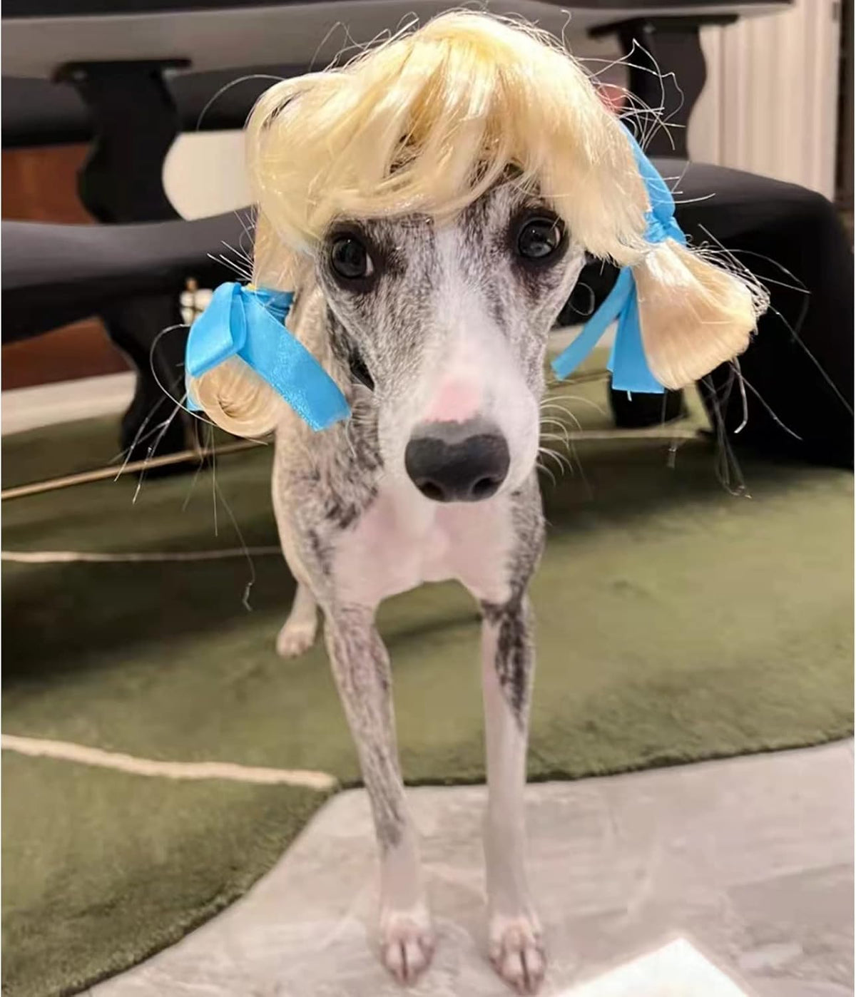 Funny Pet Costume Wigs